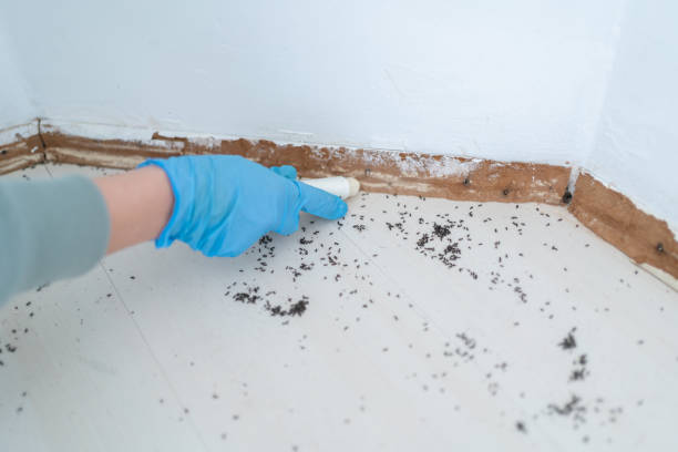Professional Pest Control in Elizabethton, TN